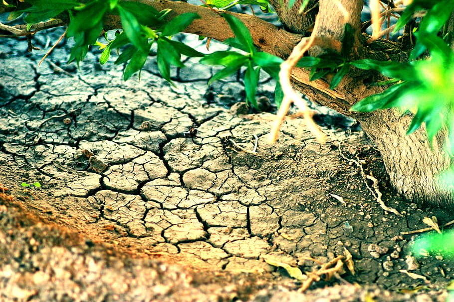 dried, cracked, soil, tree, green leaves, desert, egypt, plant, nature, plant part
