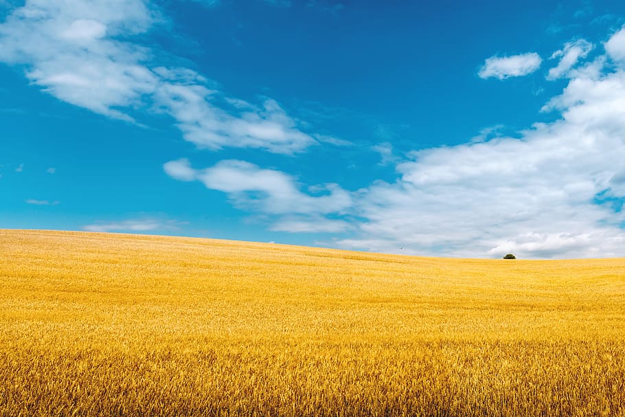 dorado, campo de trigo, azul, cielo, fondo, tierra, campo, paisaje, nube - cielo, medio ambiente