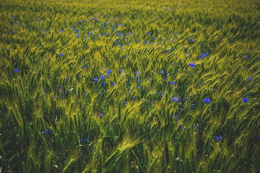flowers, nature, blossoms, grass, bed, field, sway, green, purple, plant