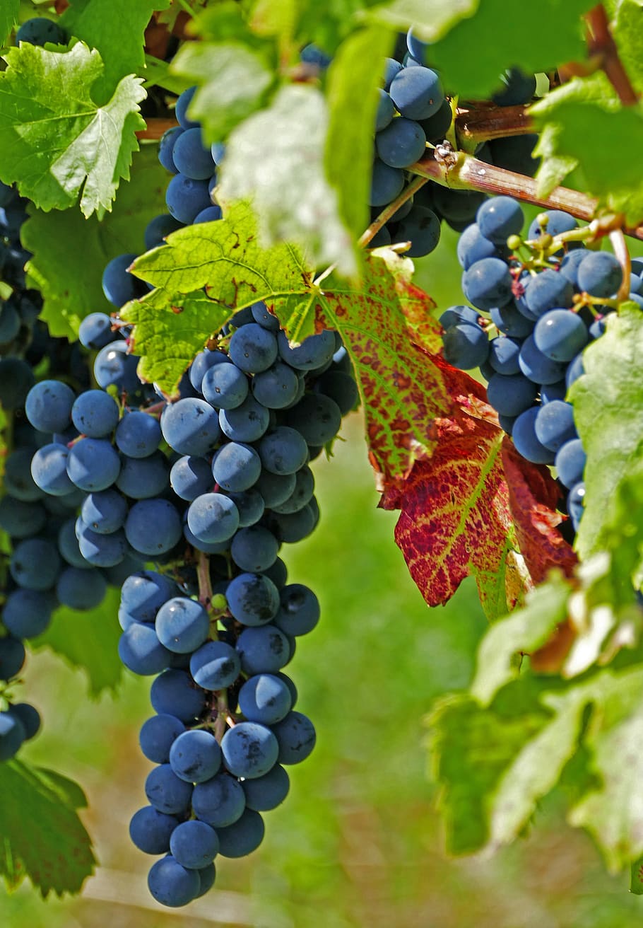 agriculture, viticulture, vineyards, grapes, red, wine, sun, light, leaves, pinot noir