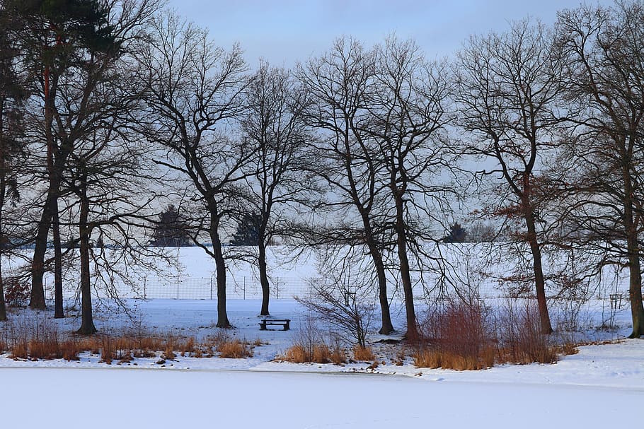 invernal, junto al lago, congelado, nieve, frío, descanso, tranquilo, paisaje, silencioso, todavía