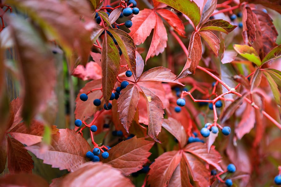 wild grapes, berry, blue berry, foliage, red, plant, garden, autumn, colors, ornament