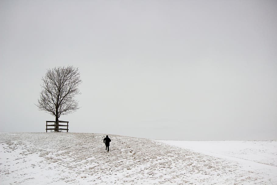 Correr, figura, árbol, cubierto de nieve, colina, niebla, fondo, rama, frío, cubierto