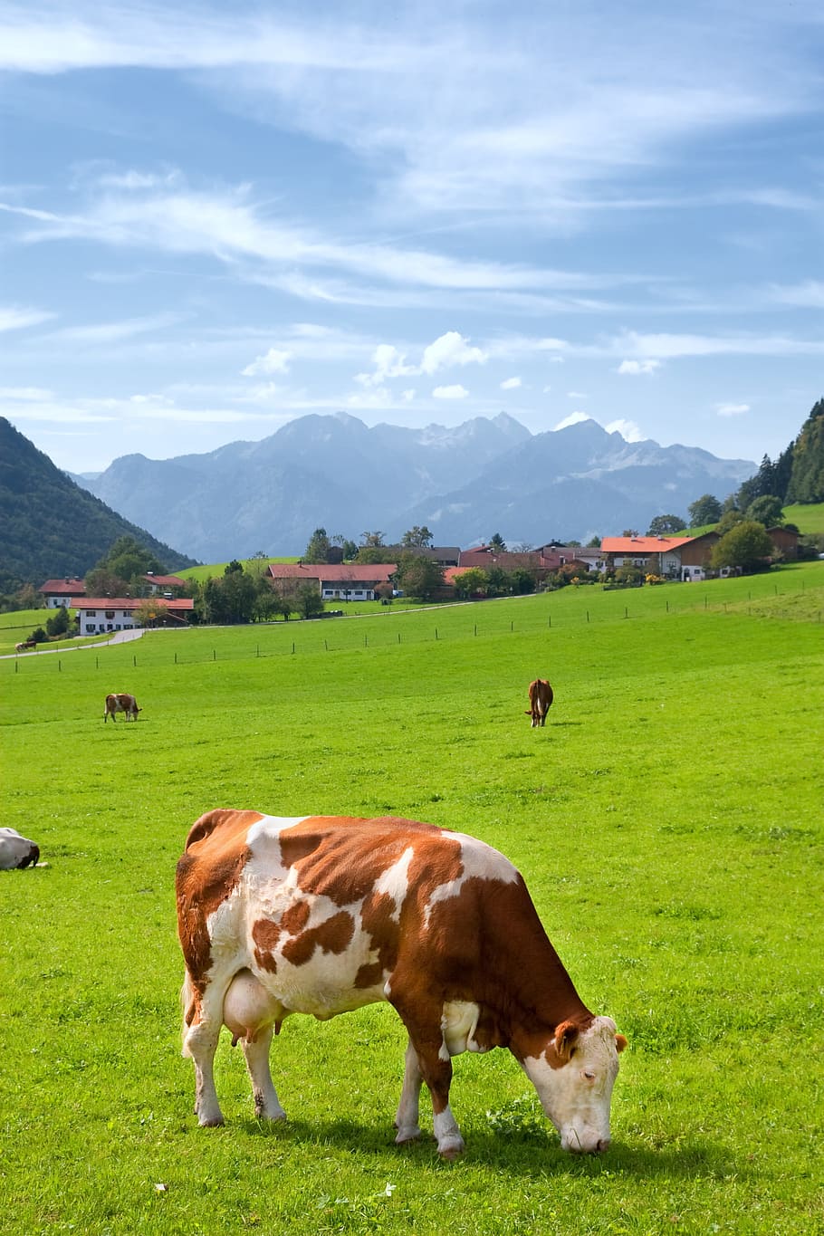 bavaria, germany, nature, landscape, lush, green, cow, feed, farm, livestock