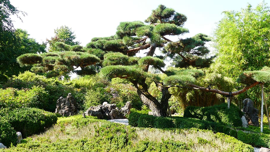 Adición en casa Fácil de comprender bonsai, bonsai gigante, jardín, japonés, jardín japonés, botánica, planta,  árbol, crecimiento, color verde | Pxfuel