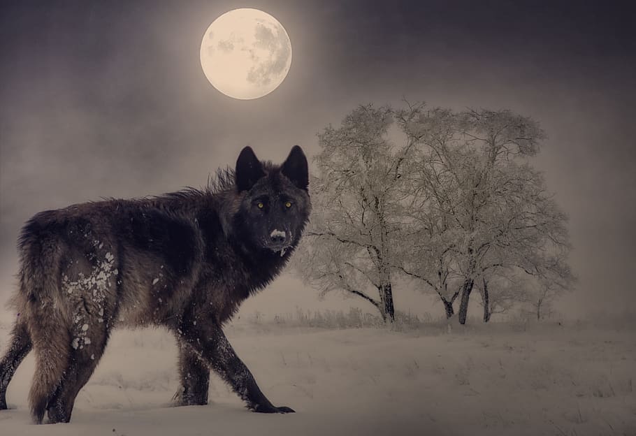 lobo, luna, invierno, luna llena, noche, árbol, estado de ánimo, luz de la luna, mística, composición