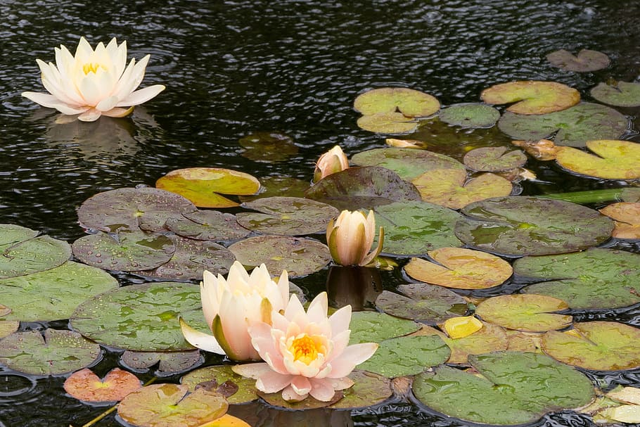 water lily flowers, flowing, koi pond, rain, deep, cut, gardens, middletown, nj., lilly pads