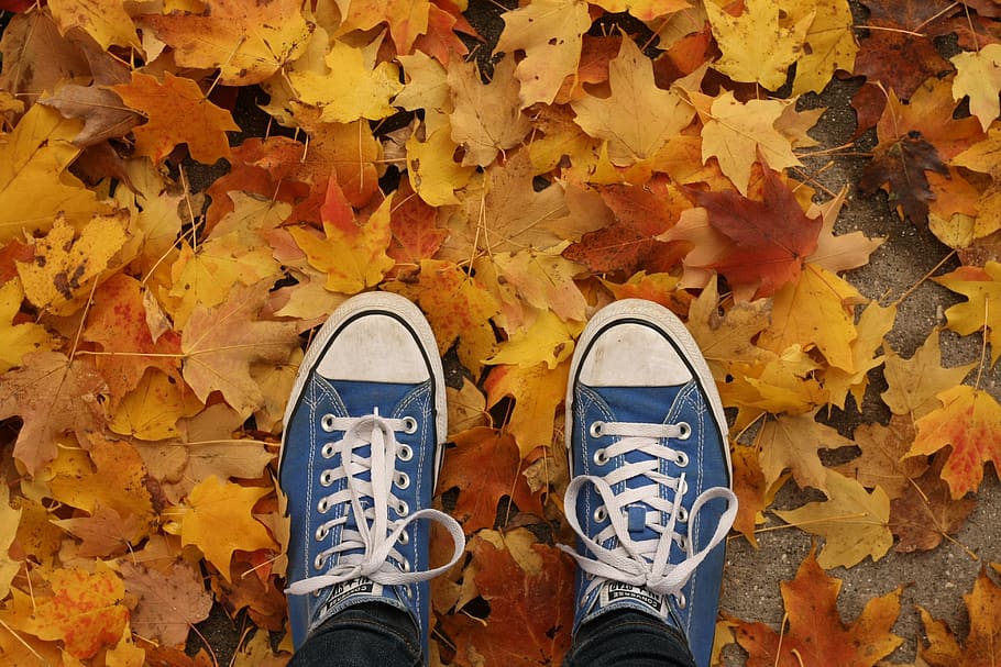 outono, sapatos, folhas, natureza, plano de fundo, laranja, árvore, explorar, aventura, folhas de outono