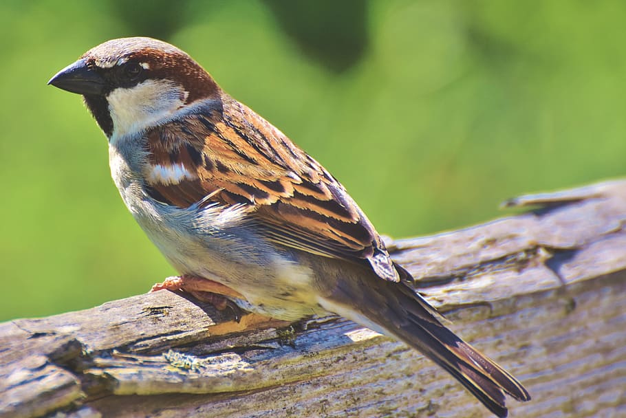 sparrow, sperling, bird, birdie, bill, plumage, animal, garden, nature, animal themes