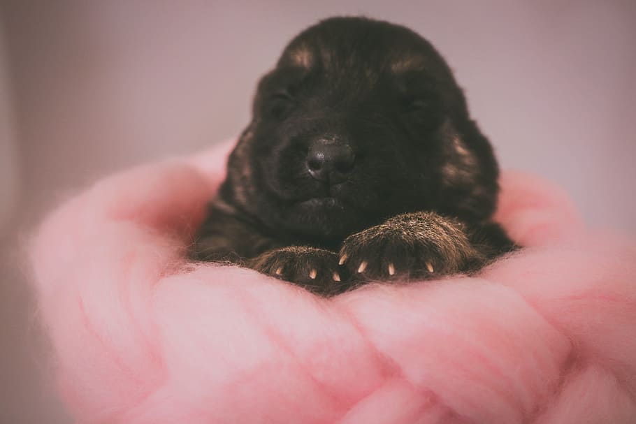 cachorro, perro, mano, animal, mascota, linda, dormir, negro, pastor alemán, recién nacido