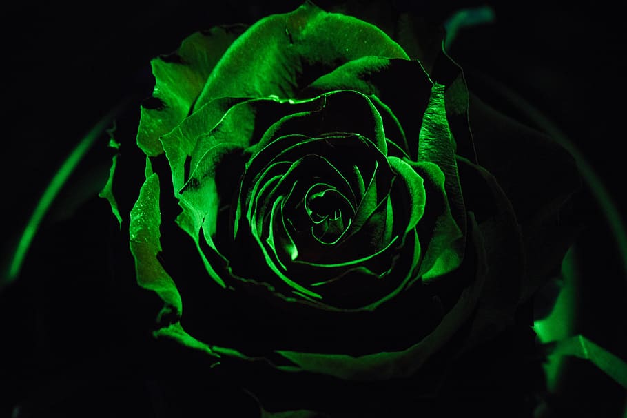 rosa, dark, black, background, night, decoration, green color, black background, nature, plant