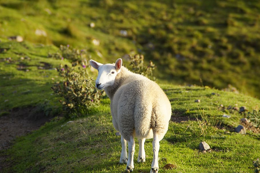 ovejas, escocia, tierras altas e islas, naturaleza, animal, mirar, revisar, mirar hacia atrás, observar, ganado