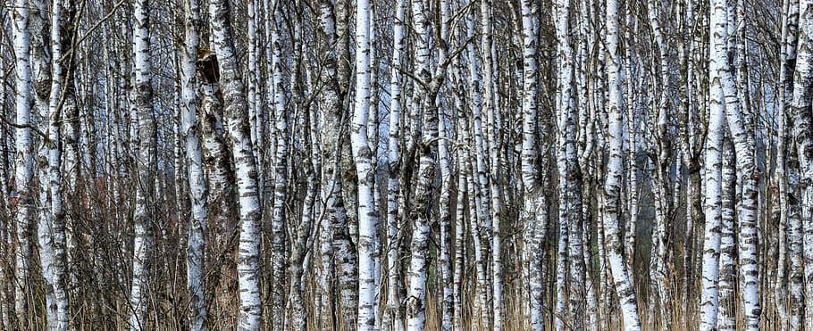 spring lake, nature, nature conservation, moor, reed, birch grove, birch, strains, forest, panorama