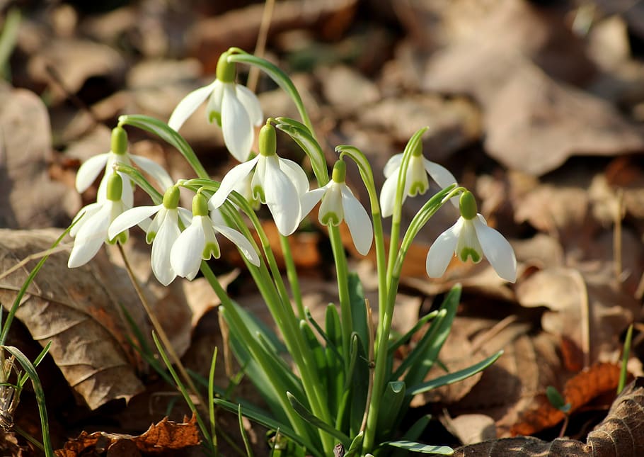 snowdrop, spring flowers, early spring, spring, flowers, nature, plants, plant, growth, flower