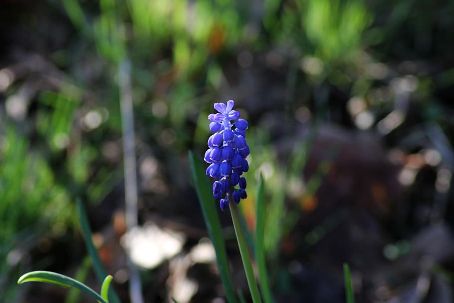 muscari, hyacinth, spring, blue, spring flower, close up, pointed flower, nature, garden, bloom