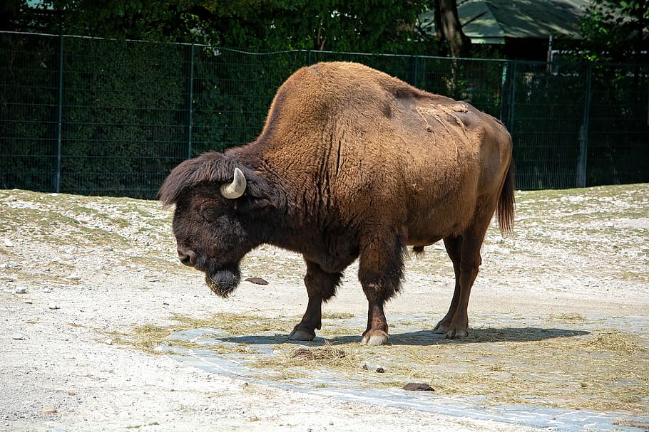 bison, animal, mammal, strong, brown, massive, wild animal, animal world, animal themes, one animal