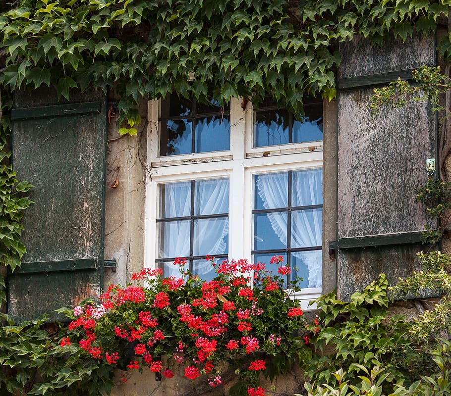 window, hauswand, ivy, climber plant, geranium, flowers, wall, house, house facade, ingrowing