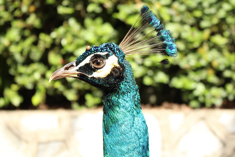 peacock, bird, zoo, one animal, animal themes, animal, animal wildlife, animals in the wild, vertebrate, focus on foreground - Pxfuel