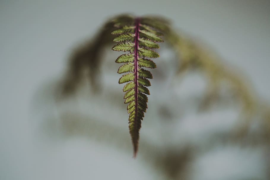 close, fern leaf, blurred, background, young, plant, environment, macro, pattern, garden