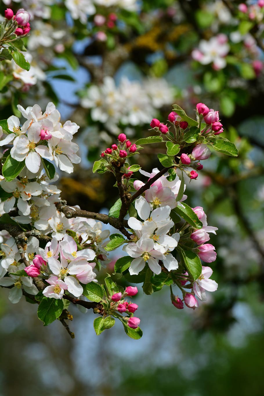 flores de maçã, macieira, primavera, flores, flor de maçã, árvore, flores de macieira, filial, árvore de fruto, flor