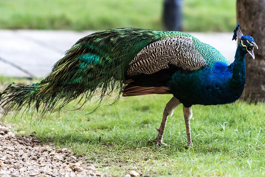 cuba, havana, hotel nacional, peacock, 11-22-18, animal, animal themes, bird, animal wildlife, animals in the wild