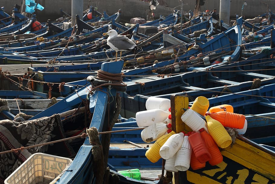 Marruecos, Essaouira, puerto, pesca, barco, gaviota, red, flotador, personas reales, embarcación náutica