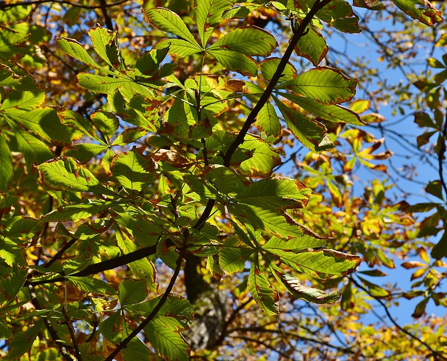 chestnut, chestnut tree, autumn, leaves, plant, nature, prickly, fruit, spur, autumn fruit