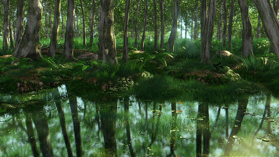 madeira, natureza, água, folha, árvore, paisagem, pântano, flora, ambiente, reflexão