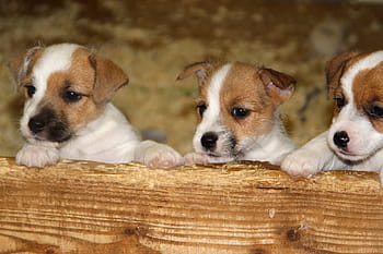 Page 2 Royalty Free Russel Terrier Puppy Photos Free Download Pxfuel