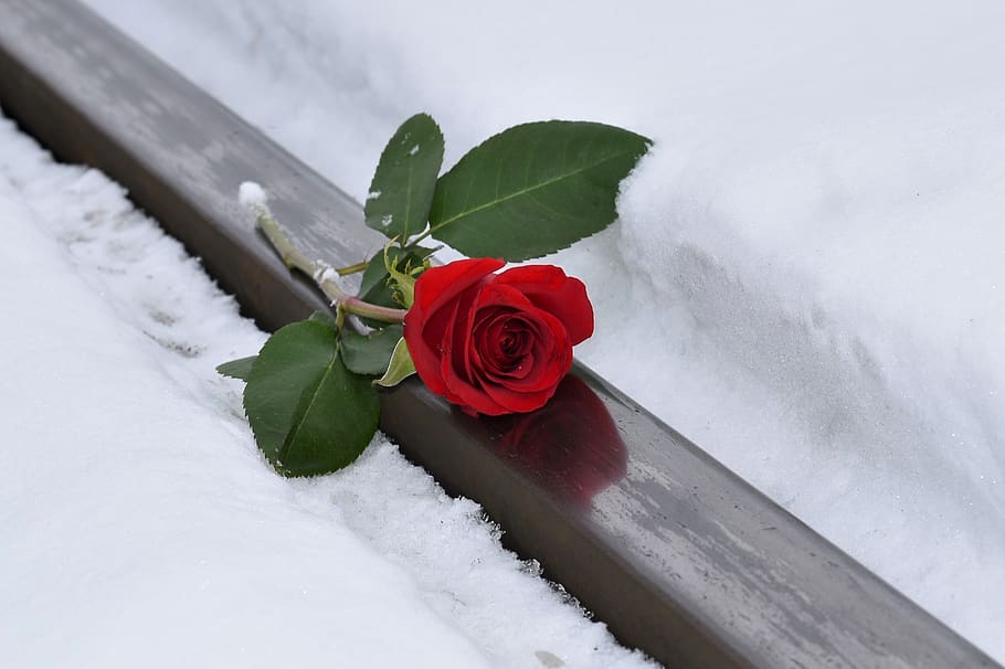 red rose, lost love, snow, winter, rail track, condolence, remembering, missing, feeling of hopelessness, pain