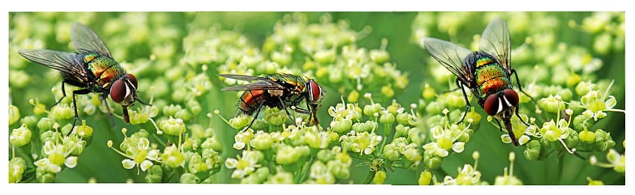 flies, insects, pests, garden, nature, insect, invertebrate, animal themes, plant, animal wildlife