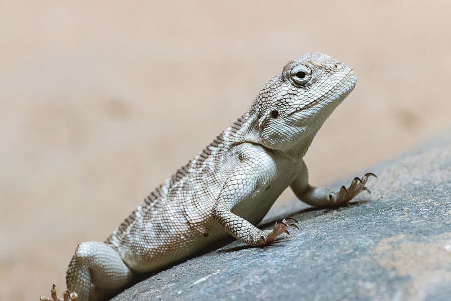 brown, little, lizard, standing, stone, bright, day, reptile, animal themes, animal