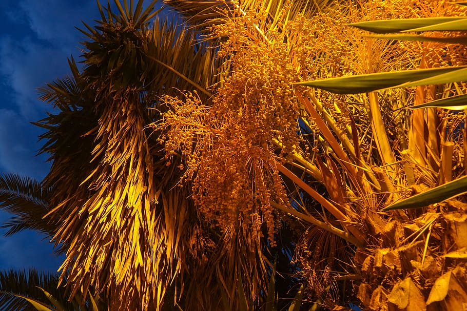 date palm, dates, plant, fruits, tree, growth, sky, nature, tropical climate, palm tree