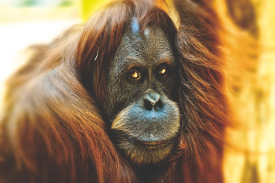 orang utan, macaco, bonitinho, engraçado, jardim zoológico, peludo, tierpark hellabrunn, primata, temas animais, mamífero