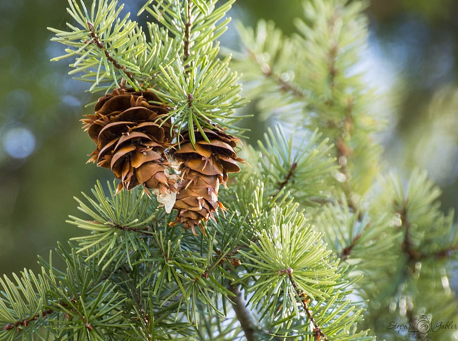 pine cone, green, tree, nature, branch, needles, conifer, forest, plant, cones