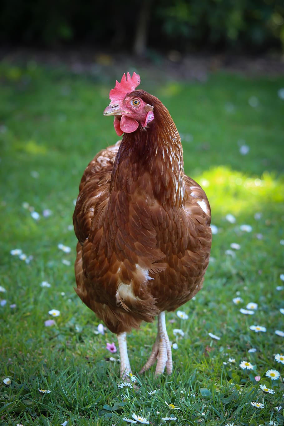 pollo, rojo, gallina, naturaleza, -rango, pájaro, natural, orgánico, temas de animales, animal