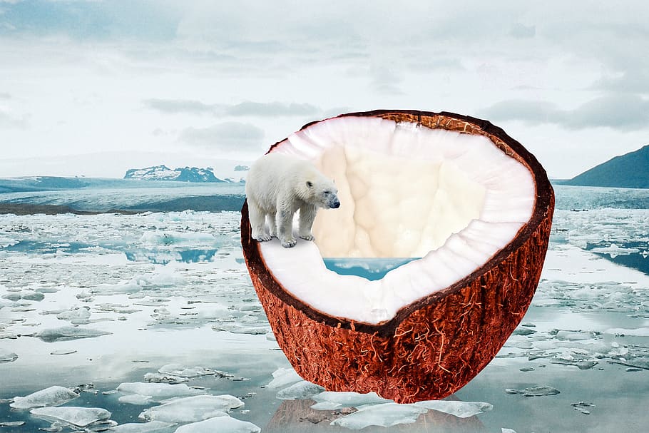 climate change, global warming, ice melt, coconut, drupe, tropical, arctic, polar ice, polar bear, cold temperature