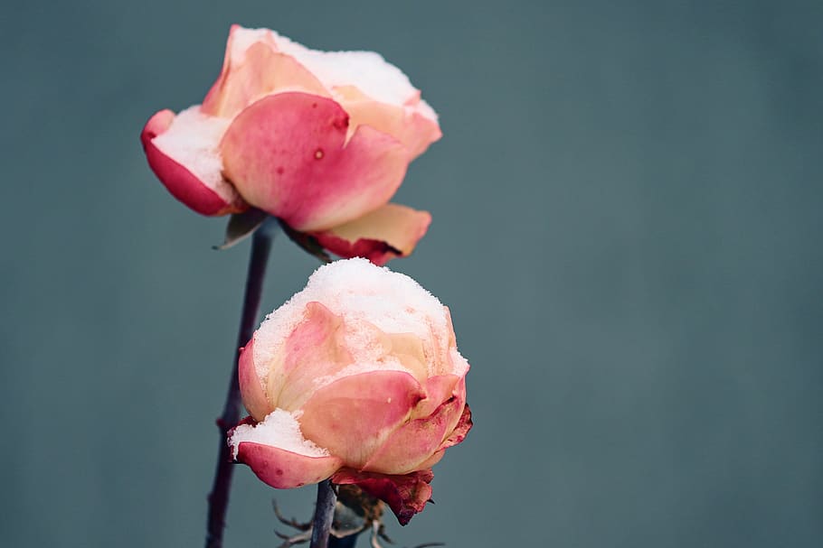 rose, rose petals, snow, cold, filled, snowy, petals, romantic, blossom, bloom