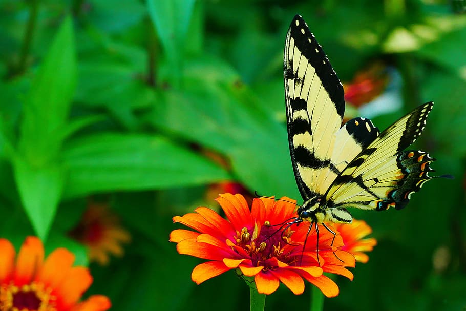 gambar, hitam, kuning, kupu-kupu swallowtail, beristirahat, bunga zinnia, bunga., kupu-kupu kuning, kupu-kupu kuning dan hitam, swallowtail kuning umum