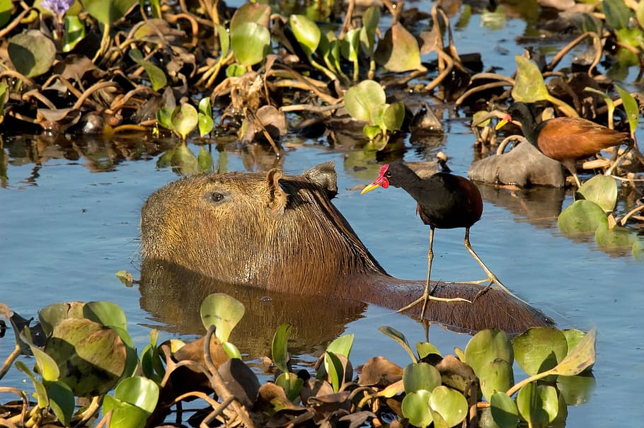 capybara, rodent, jacana, bird, taxi, llanos, venezuela, nature, funny, species