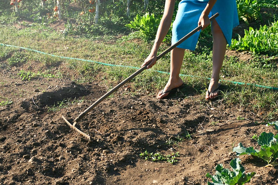 mulher, ajuntando, solo, jardim, ferramenta de jardinagem, equipamento, cair, fazenda, agricultor, agricultura