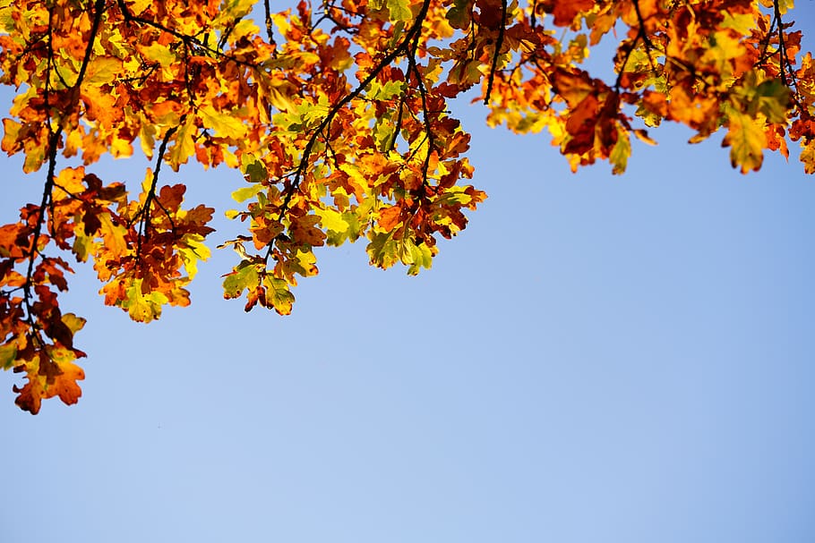 hojas de roble, hojas, roble, follaje de otoño, colores de otoño, árbol de hoja caduca, color de otoño, otoño, árbol, cielo