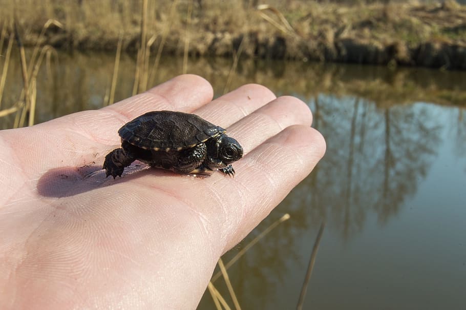 little, turtle, palm, person, holding, animal, hand, reptile, small, baby