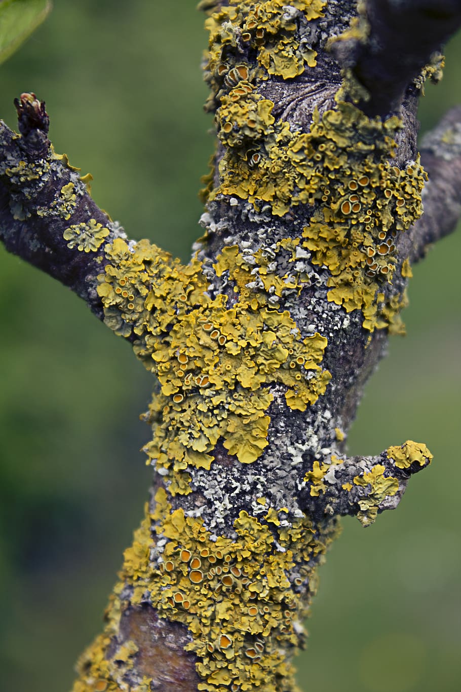 lichen, tree, nature, moss, bark, forest, tribe, log, branch, close up