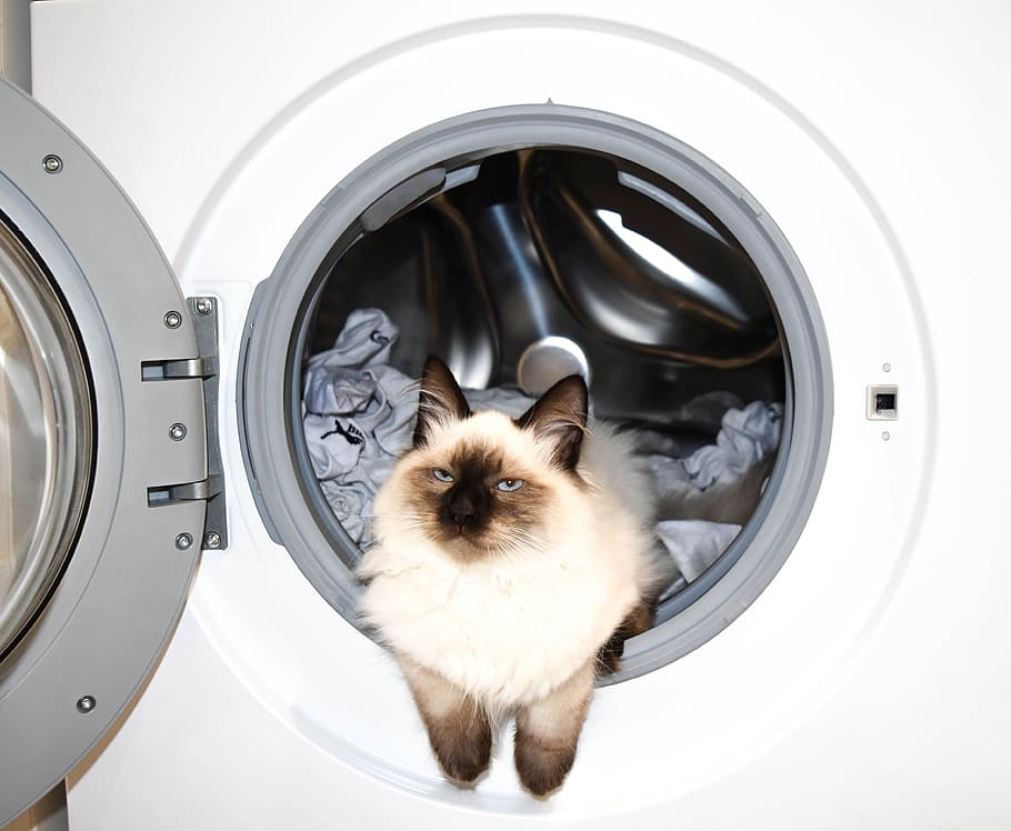 washing machine, wash, cat, the cat in the washing machine, kitten, washing, pets, appliance, domestic, household equipment