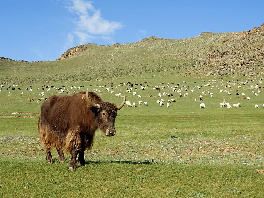 mongolia, yak, musim panas, padang rumput alpine, ternak, gunung, panas, padang rumput, domba, kawanan