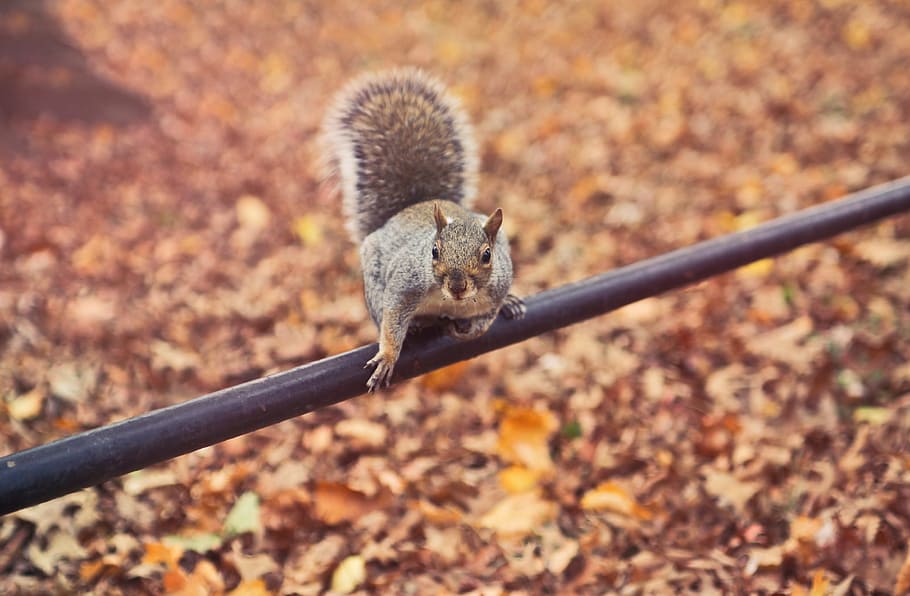 esquilo, sentado, tubo de metal, outono, folhas, cauda, ​​animal, fechar-se, rosto, pele