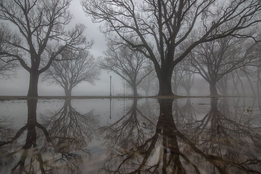 large, trees, reflections, water, foggy, day, fog, woods, forest, mist