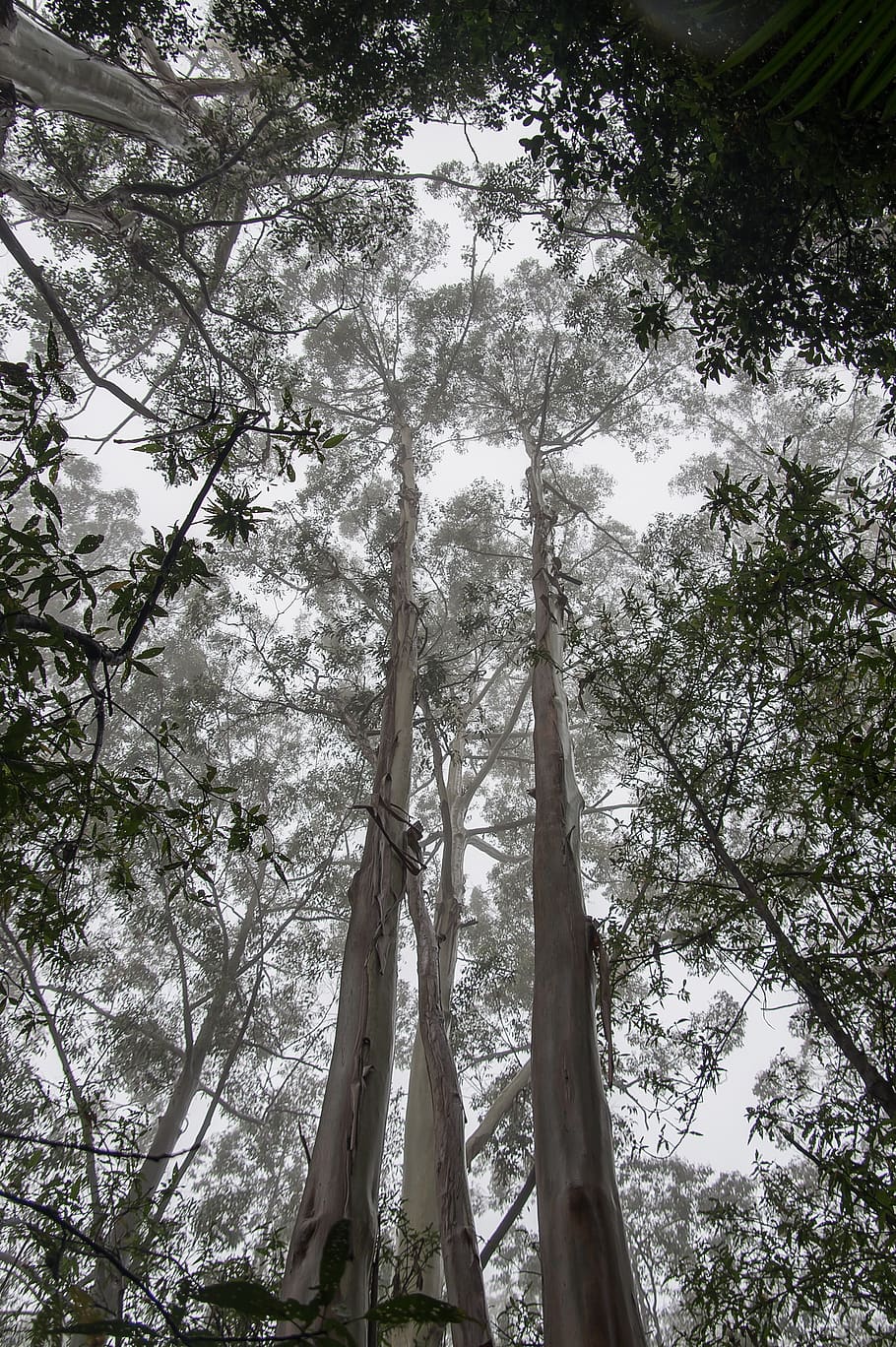 gum trees, eucalypts, wet, rain, trunks, shiny, rain forest, forest, australia, queensland
