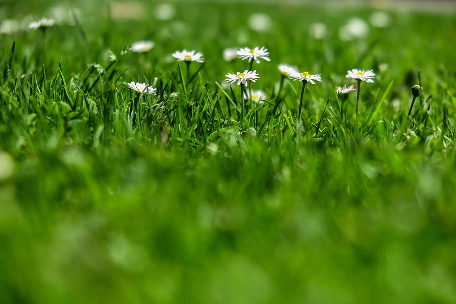 campo, verde, grama, pequeno, branco, flores, brilhando, sol, fundo, lâminas de grama
